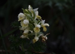 Dactylorhiza insularis