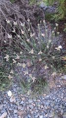 Convolvulus lanuginosus