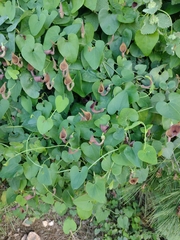 Aristolochia baetica
