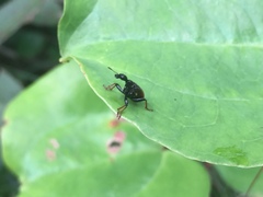 Apoderinae