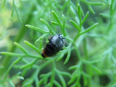 Loboptera decipiens