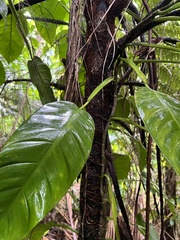Philodendron lingulatum
