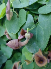 Aristolochia baetica