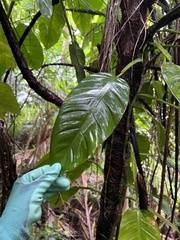 Philodendron lingulatum
