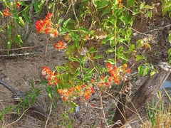 Combretum coccineum