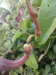 Aristolochia baetica