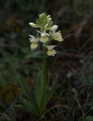 Dactylorhiza insularis