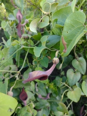 Aristolochia baetica