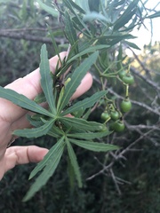 Cissus palmata
