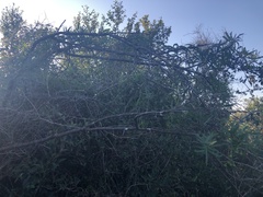 Cissus palmata