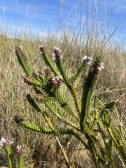 Lavoisiera
