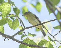 Vireo philadelphicus