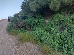 Aristolochia baetica