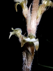 Sarcoglottis schaffneri