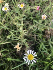 Hysterionica resinosa