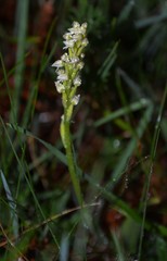 Neotinea maculata