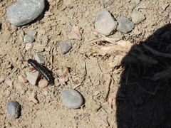 Dinothenarus badipes