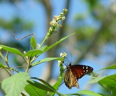 Danaus eresimus estevana