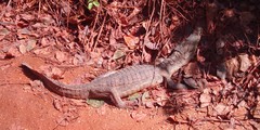 Caiman crocodilus crocodilus