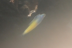 Plagiotremus townsendi