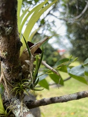 Ionopsis satyrioides