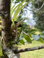 Ionopsis satyrioides