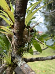 Ionopsis satyrioides