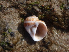 Naticarius alapapilionis