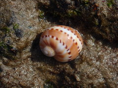 Naticarius alapapilionis