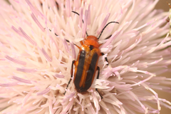 Nemognatha piazata