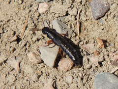 Dinothenarus badipes