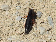 Dinothenarus badipes