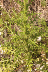 Cirsium nuttalii image