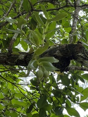 Epidendrum boricuarum