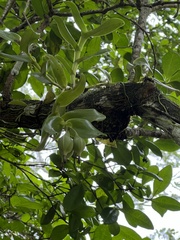Epidendrum boricuarum