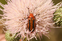 Nemognatha piazata