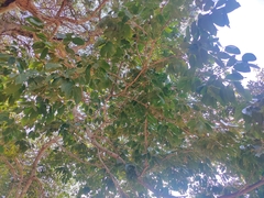 Pterocarpus indicus