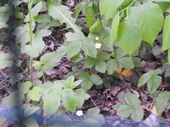 Fragaria vesca