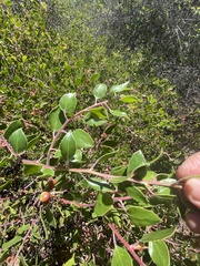 Arctostaphylos hookeri