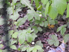 Fragaria vesca