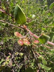 Arctostaphylos hookeri