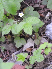 Fragaria vesca