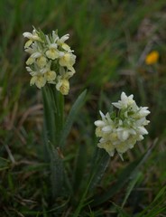 Dactylorhiza insularis