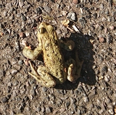 Bufo bufo