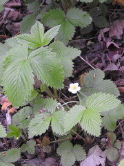 Fragaria vesca