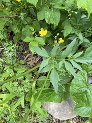 Zizia trifoliata