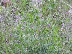 Vicia sativa