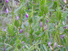 Vicia sativa
