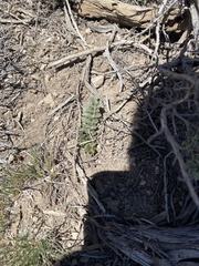 Pedicularis centranthera