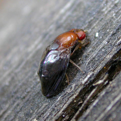 Stegana hypoleuca